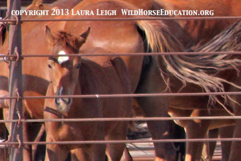 Unbranded McDermitt horses at auction